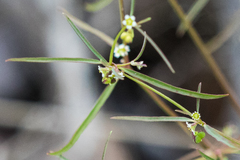 Euphorbia bilobata