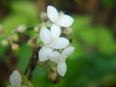 Tripogandra serrulata