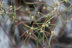 Euphorbia bilobata
