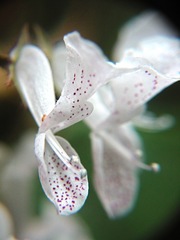 Plectranthus ciliatus