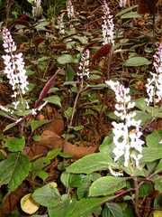 Plectranthus ciliatus