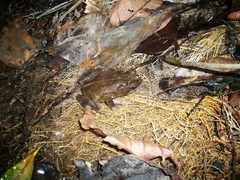 Incilius leucomyos