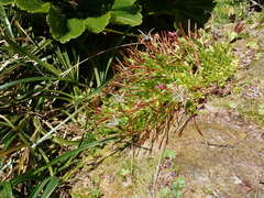 Epilobium confertifolium