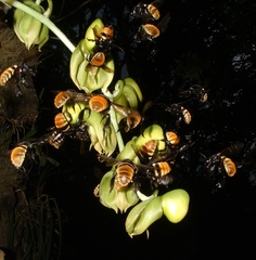 Catasetum maculatum