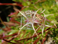 Epilobium confertifolium