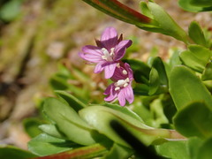 Epilobium confertifolium