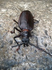 Derobrachus inaequalis