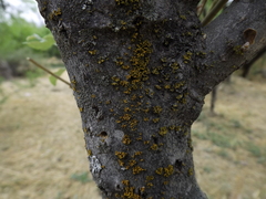 Xanthomendoza galericulata