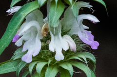 Monarda citriodora austromontana