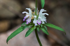 Monarda citriodora austromontana