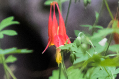 Aquilegia desertorum