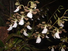 Encyclia cordigera