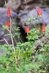 Aquilegia desertorum