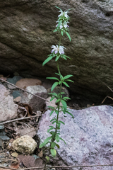 Monarda citriodora austromontana