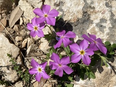 Phlox roemeriana