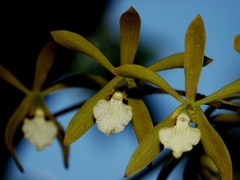 Encyclia gravida