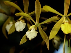 Encyclia gravida