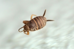 Myrmecophilus fuscus