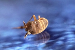 Myrmecophilus fuscus