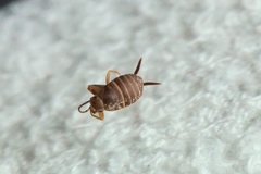 Myrmecophilus fuscus