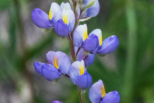 New Mexico lupine (Lupinus neomexicanus)