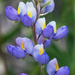 New Mexico Lupine - Photo (c) BJ Stacey, some rights reserved (CC BY-NC), uploaded by BJ Stacey