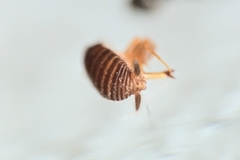 Myrmecophilus fuscus