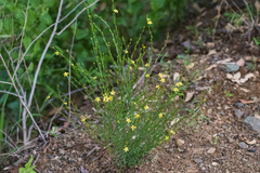 Linum neomexicanum