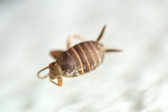 Myrmecophilus fuscus