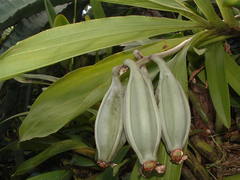Catasetum maculatum