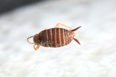 Myrmecophilus fuscus