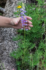 Lupinus neomexicanus