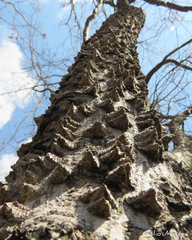 Anadenanthera colubrina cebil