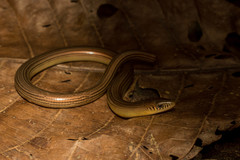 Ophiodes