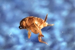 Myrmecophilus fuscus