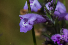 Hedeoma hyssopifolia