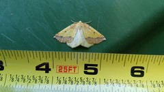 Neoterpes edwardsata