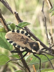 Spartocera alternata
