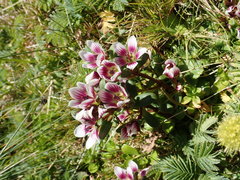 Gentianella concinna
