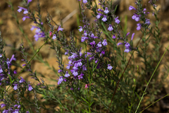 Hedeoma hyssopifolia