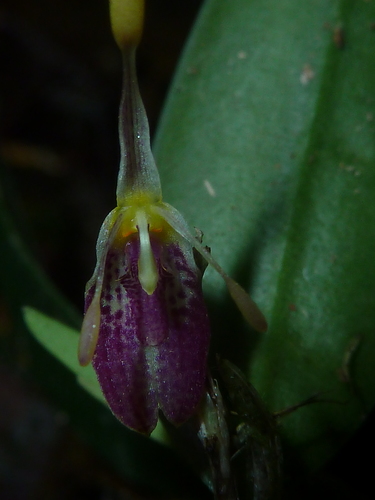 Restrepia muscifera