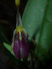 Restrepia muscifera