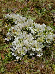 Gentianella cerina