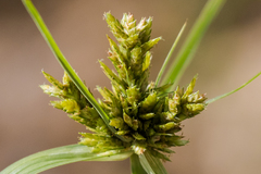 Cyperus fendlerianus