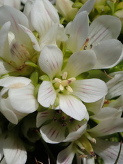Gentianella cerina