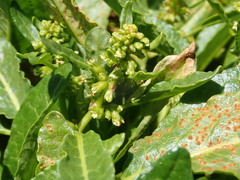Rumex neglectus