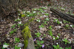 Primula vulgaris rubra