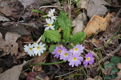 Primula vulgaris rubra