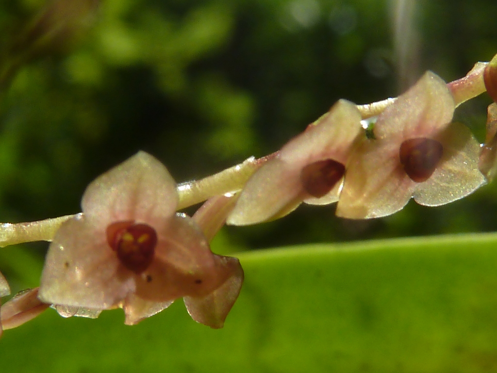 Stelis purpurascens