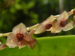 Stelis purpurascens